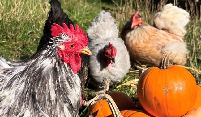 chickens and pumpkins at Middle Farm.