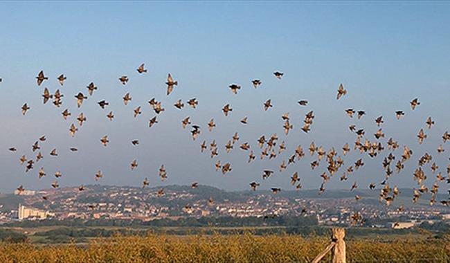 Birds in flight across Sussex landscape