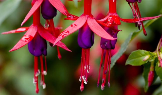 Fuchsias