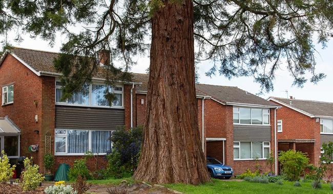 Urban Tree Walk with Paul Wood