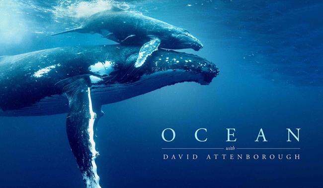 Blue whale under the sea with calf