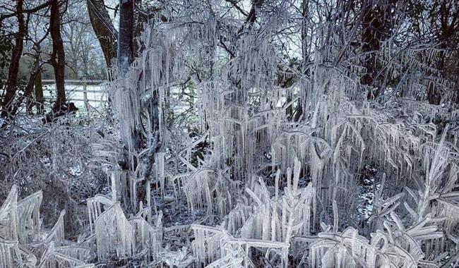 wintry forest scene