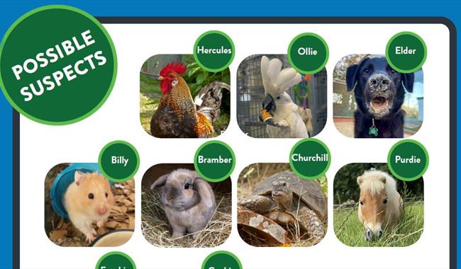 Board with photographs of Raystede animals