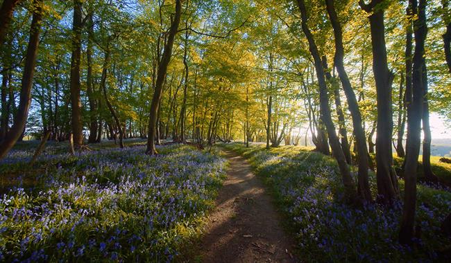 Spring woodland in the sunshine