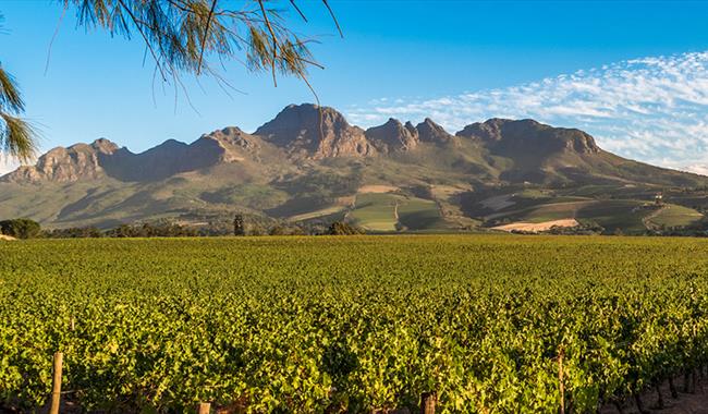 South African Vineyards