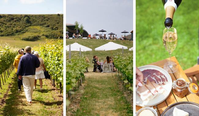 Photographs showing a tour of a vineyard and refreshments