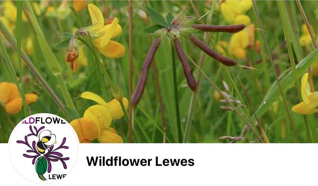 Wild flowers