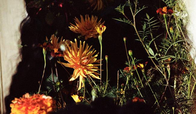 Reflection in mirror of flowers and the human form