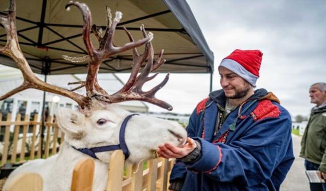 Man in Santa hat feeding a reindeer