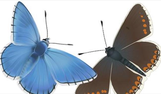 Pair of butterflies - one blue one brown