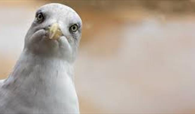 Seagull looking in through the window