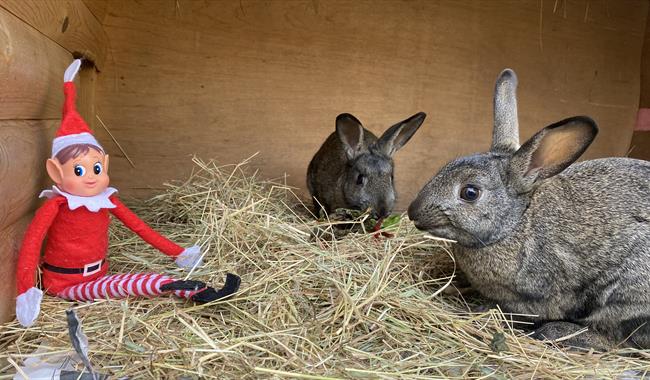 Christmas elf with rabbit friends