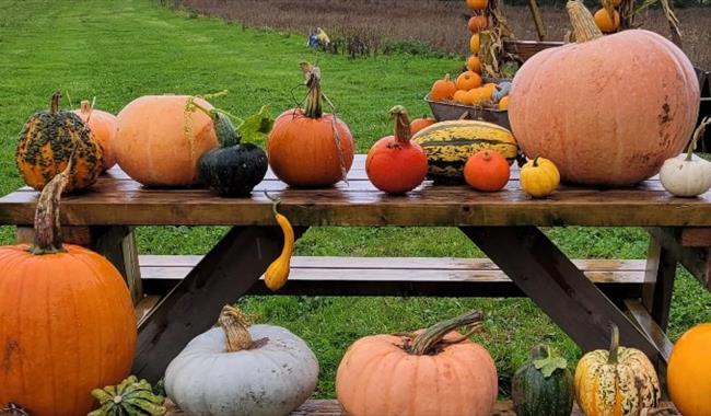 Pumpkins and squashes at South Farm, Rodmell
