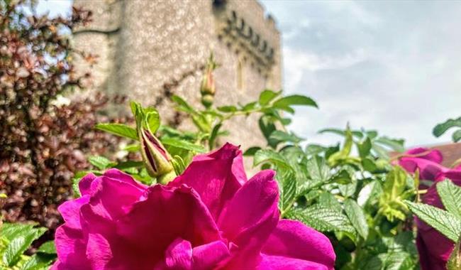 Flora and Fauna at Lewes Castle