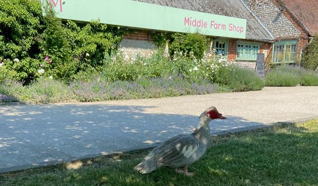 Middle Farm exterior with a duck