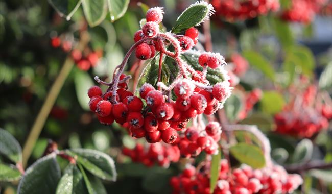 Carols by Candlelight