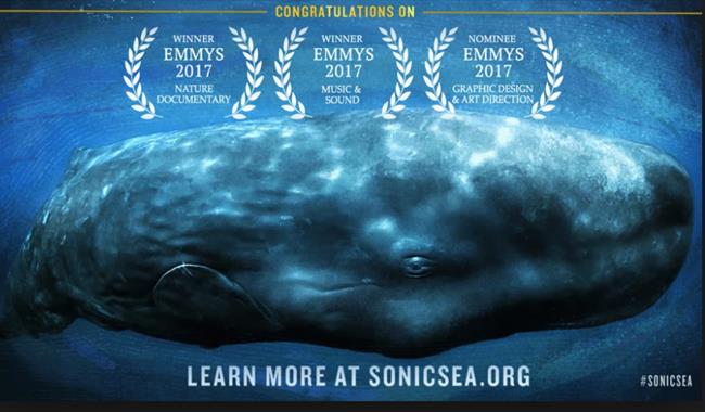 Sonic Sea : Pells Pool Film Nights