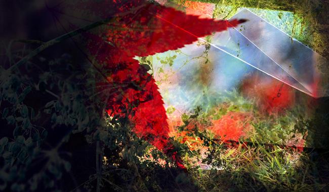 Solace - Nature Recording workshop