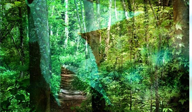 light in a Sussex woodland