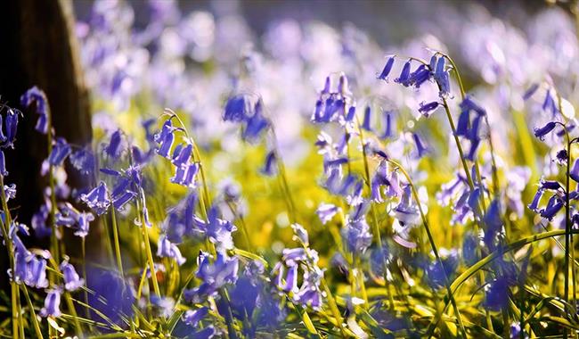 Bluebells in a wood