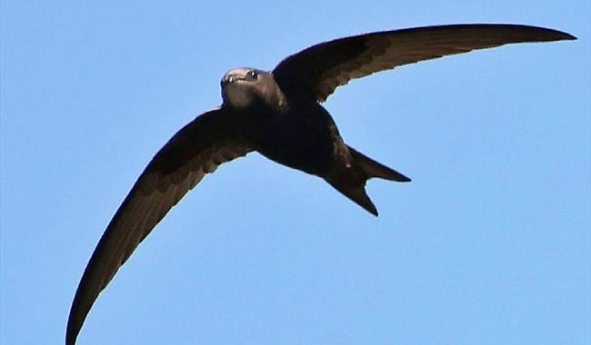 Friends of Lewes: Supporting Swifts in Lewes