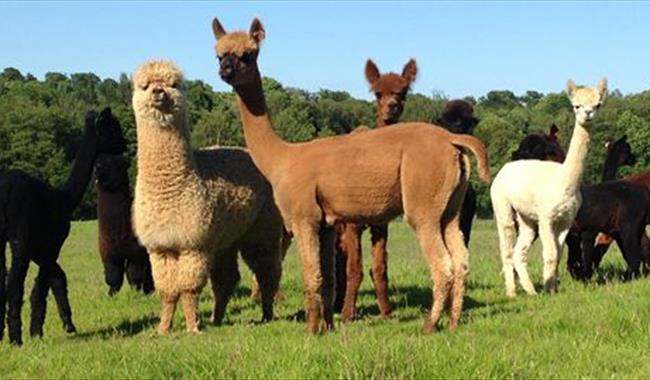 Alpacas at Alpaca Camp.