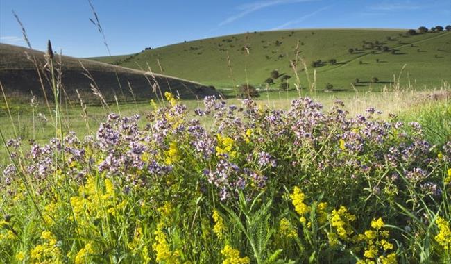 Sussex Wildlife Highlights
