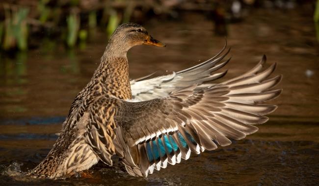 Ouse Valley, Nature Reserve