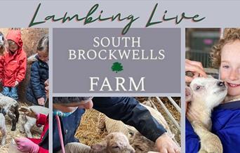 Lambing Live Open Mornings