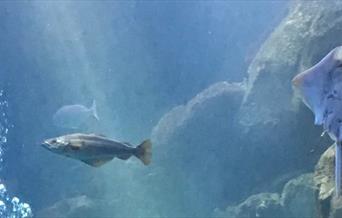 view under the sea