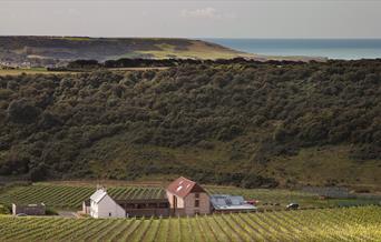 Rathfinny Vineyard View