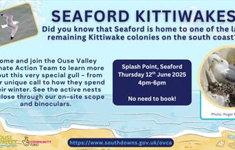 Information about event including picture of kittiwakes