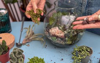 Creating a terrarium - pohotograph