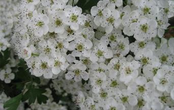 Photo of May blossom