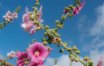 Pink hollyhocks against a blue summer sky