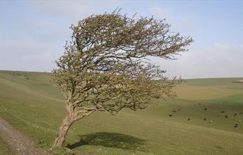 Tree on Downs, blown by the wind