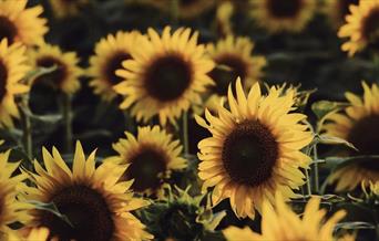 Sunflowers