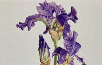 Painting of a bearded iris by Vicky Mappin
