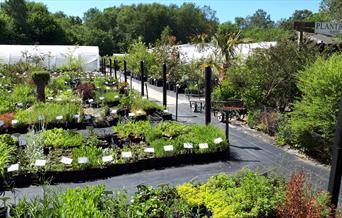 Garden centre in the sunshine