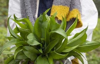 A bunch of wild garlic
