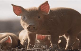 Piglets!