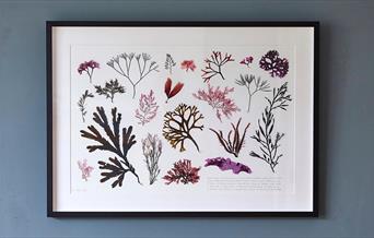 Seaweed pressing