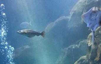 The Living Coast Undersea Experience