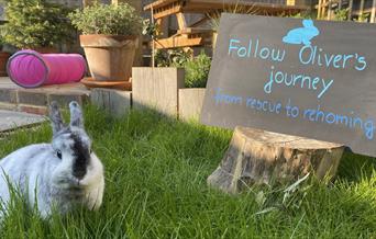 Oliver the Rabbit, Raystede