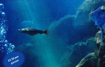 Underwater photograph featuring fish