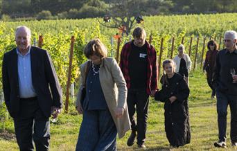 Walking through vineyards