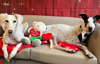 Raystede dogs on the sofa!