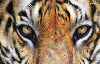 Tiger face