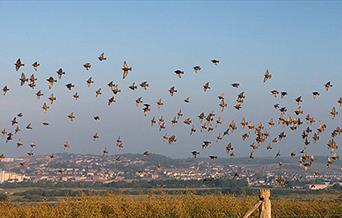 Birds in flight across Sussex landscape