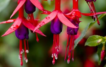 Fuchsias